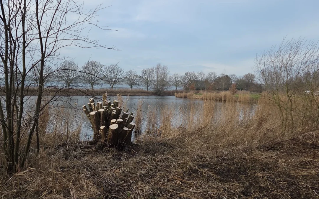Bomen snoeien