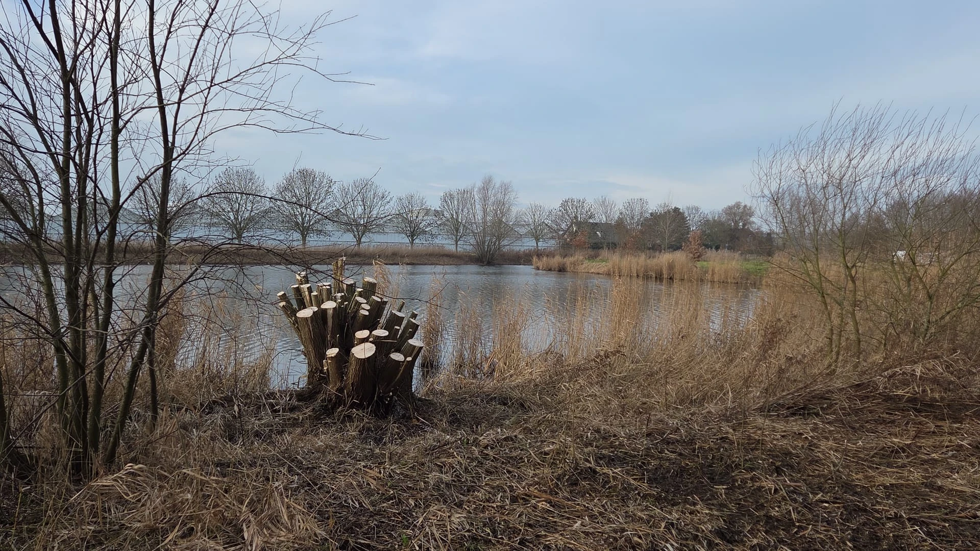Bomen snoeien